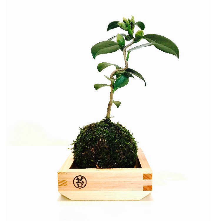 moss-03