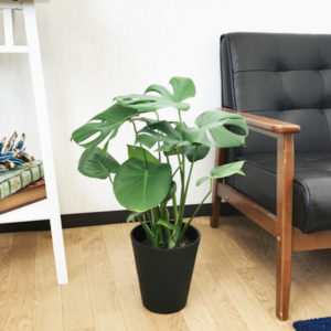 寝室 観葉植物 モンステラ 6号 ブラック セラアート鉢